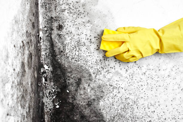 Crawl Space Mold Removal in Waseca, MN