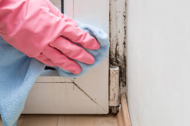 Best Mold Testing  in Waseca, MN