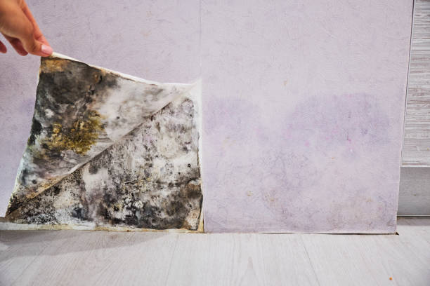 Best Mold Removal Specialists  in Waseca, MN